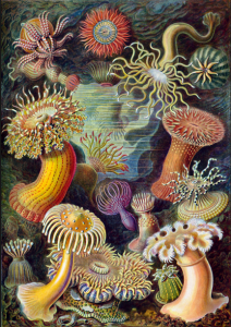 Ernst Haeckel Kunstformen der Natur, Google Images Search, Wikipedia.