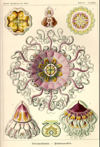 Ernst Haeckel, Under The Root: Moths. Google Images Search